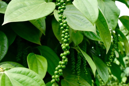 Giá tiêu hôm nay 4/9: Cao nhất 155,000 đồng/kg