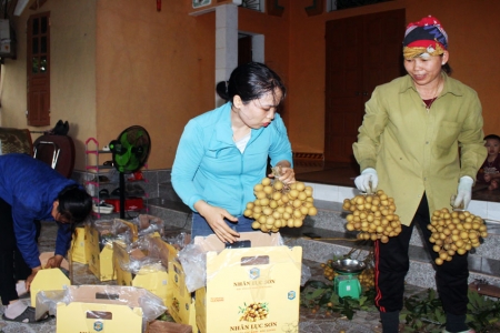 Bắc Ninh: Xuất khẩu gần 10 tấn nhãn tươi vào thị trường Úc