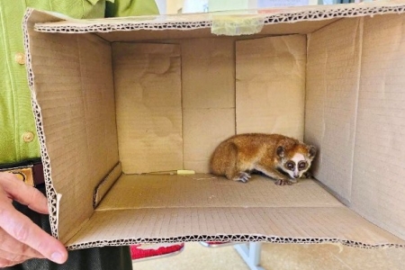 Nghệ An: Người dân bàn giao cá thể culi quý hiếm cho cơ quan chức năng