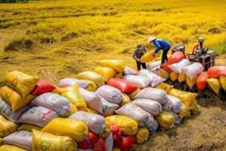 Thị trường gạo 8 tháng đầu năm: Giá trị xuất khẩu giảm, thách thức từ các thị trường lớn