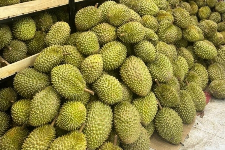 Giá sầu riêng hôm nay 7/9: Thị trường không ổn định