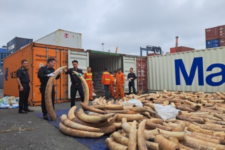 Hải quan triển khai cao điểm chiến dịch chống buôn lậu động, thực vật hoang dã qua biên giới