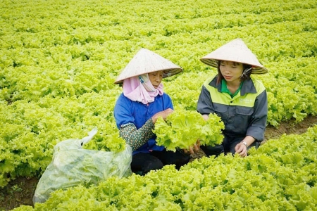 Truy xuất nguồn gốc: Để nông sản Bắc Ninh vươn ra thế giới