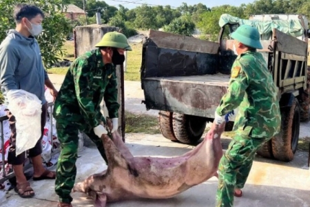 Quảng Trị: Xã Tuyên Sơn công bố hết dịch tả lợn châu Phi