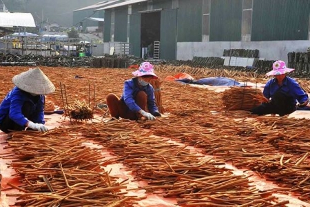 Lào Cai phấn đấu thành lập mới 120 hợp tác xã, 405 tổ hợp tác trong năm 2026