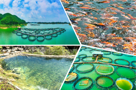 Lào Cai: Tăng cường biện pháp trong nuôi trồng thủy sản, đảm bảo kế hoạch tăng trưởng năm 2025