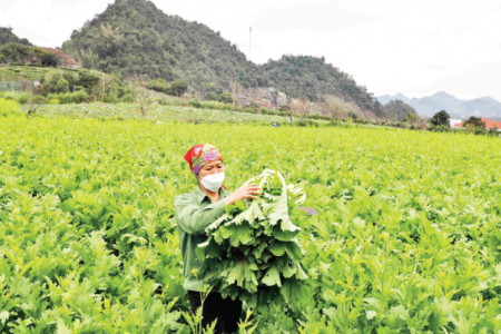 Hướng đến nền nông nghiệp xanh, bền vững