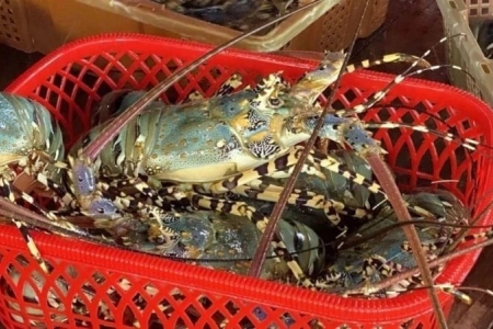 Tôm Việt tăng tốc tại Trung Quốc, thu gần 767 triệu USD nhờ phân khúc cao cấp