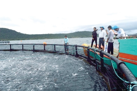 Hợp tác xã nuôi biển đầu tiên trên vùng biển xa bờ chính thức ra mắt