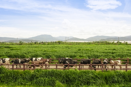  Chiếc nắp chai góp phần giúp Vinamilk tăng trưởng doanh số gần 80% tại New Zealand