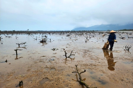 Hà Tĩnh phòng chống sa mạc hóa vùng ven biển bằng dự án 13,4 triệu USD