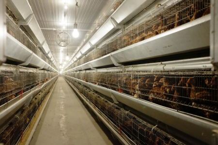 Nông nghiệp Hòa Phát chính thức nộp hồ sơ chào bán cổ phiếu lần đầu ra công chúng