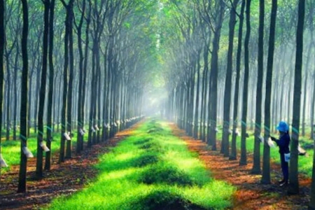 Giá cao su ngày 17/9: Thị trường tăng