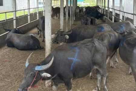 Nghệ An: Phát hiện xe tải chở 48 con trâu, bò “lậu” không giấy kiểm dịch