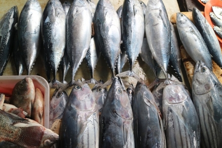 Xuất khẩu cá ngừ Việt Nam trước thách thức: Mỹ giảm sút, EU và các thị trường mới nổi tăng trưởng