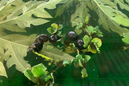 Ứng dụng tiến bộ khoa học và công nghệ trong nuôi ốc nhồi