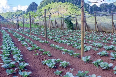 Chủ động ứng phó thời tiết, tập trung phát triển rau vụ đông