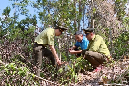 Lực lượng Kiểm lâm Thanh Hóa phát hiện và xử phạt một vụ khai thác rừng trái phép