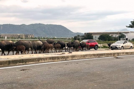 Đà Nẵng:Nhức nhối vấn nạn trâu, bò thả rong chính quyền nói gì?