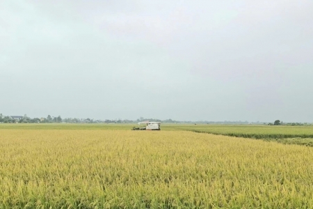 Thanh Hóa tập trung cao độ thu hoạch lúa thu mùa trước bão