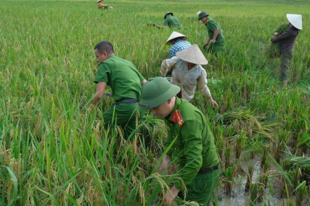 Lực lượng Công an Thanh Hóa giúp dân gặt lúa tránh bão số 9