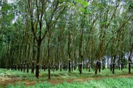 Giá cao su ngày 24/9: Tăng trên sàn SHFE – Thượng Hải