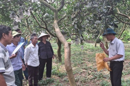 Hà Nội: Đưa một số giống bưởi mới vào sản xuất theo tiêu chuẩn VietGAP