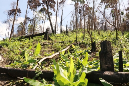 Công ty cổ phần Thái Bình Dương bị xử phạt trên 137 triệu đồng