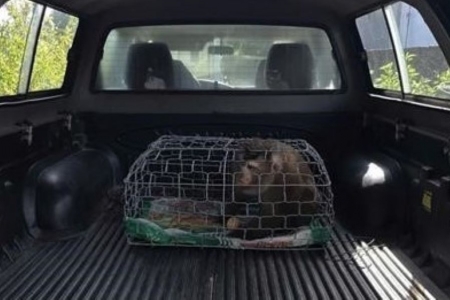 Người dân Quảng Trị giao nộp một cá thể khỉ đuôi lợn quý hiếm