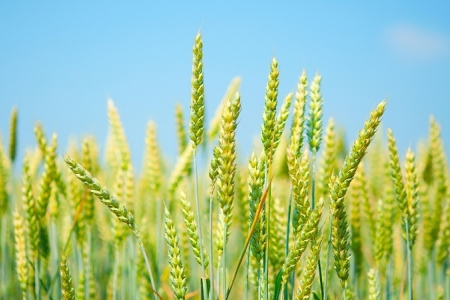 Lực mua áp đảo, MXV-Index xanh phiên thứ ba liên tiếp