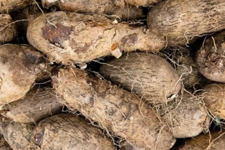 Một loại củ mọc đầy ở nông thôn nhưng ít ai biết hết giá trị dinh dưỡng