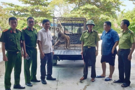 Quảng Trị: Thả cá thể khỉ đuôi lợn quý hiếm về môi trường tự nhiên