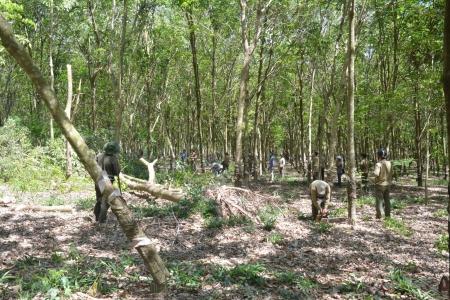 Tây Ninh xử lý nghiêm các hành vi vi phạm pháp luật về lâm nghiệp