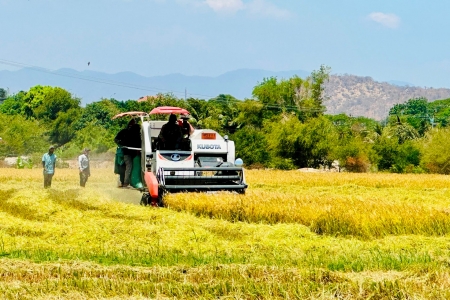 An Giang hướng tới thương hiệu “Nông sản An Giang” gắn với sản xuất lúa gạo bền vững