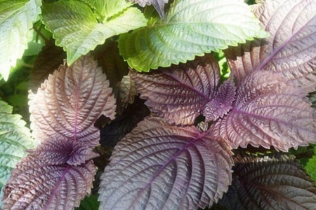 Người Việt dùng lá này mỗi ngày mà không ngờ tốt cho sức khỏe đến vậy