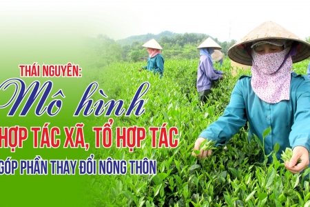 Giải mã thành công nông nghiệp Thái Nguyên: Mô hình HTX, cú hích OCOP và khát vọng thương hiệu Quốc Gia