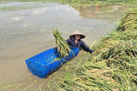 Bắc Ninh: Khẩn trương thu hoạch lúa bị ngập