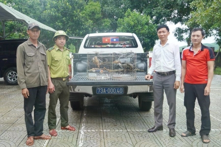 Quảng Trị: Người dân giao nộp 2 cá thể chim niệc nâu quý hiếm