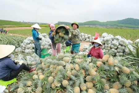 Dứa Việt Nam trở thành “ngôi sao mới” trên thị trường xuất khẩu nông sản