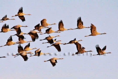 Sự thay đổi trong di cư của chim: Chỉ báo cho hành tinh đang biến đổi