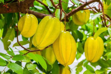 Loại quả không cần chăm vẫn sai trĩu cành, lại chứa nhiều lợi ích cho sức khỏe