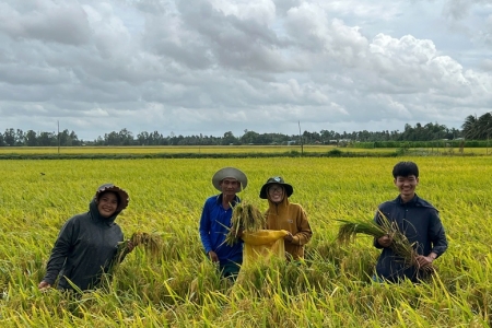 Vĩnh Long nhân rộng mô hình lúa chất lượng cao, phát thải thấp