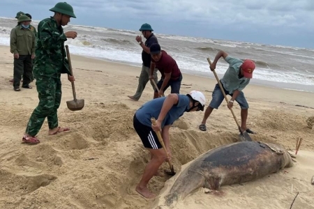 Quảng Trị: Phát hiện cá heo nặng 150kg chết trôi vào bờ biển Nhật Lệ