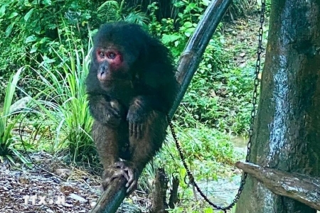 Quảng Trị: Tiếp nhận, tái thả 2 cá thể khỉ quý hiếm về môi trường tự nhiên