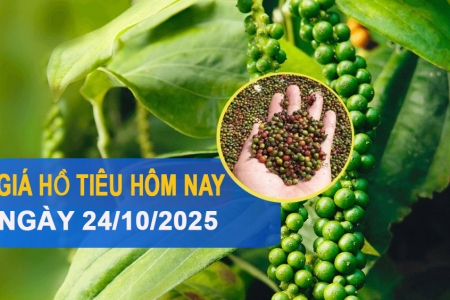 Giá tiêu hôm nay 24/10/2025: Ổn định ở ngưỡng cao, thị trường trong nước trầm lắng