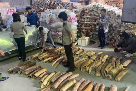 Hải Phòng tiêu hủy 615kg ngà voi buôn lậu từ châu Phi
