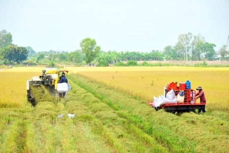 Rơm rạ – Từ “gánh nặng đồng ruộng” đến “mỏ vàng carbon” của ngành lúa gạo Việt Nam