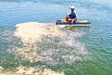 Cần Thơ triển khai Đề án bảo vệ môi trường trong lĩnh vực thủy sản giai đoạn 2026 - 2030