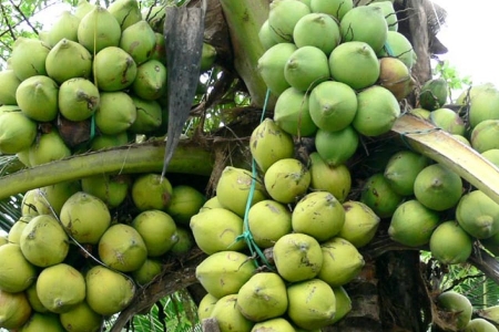 Sau sầu riêng, thêm một nông sản Việt vươn thành đối thủ Thái Lan, sản lượng hơn 2 triệu tấn/năm