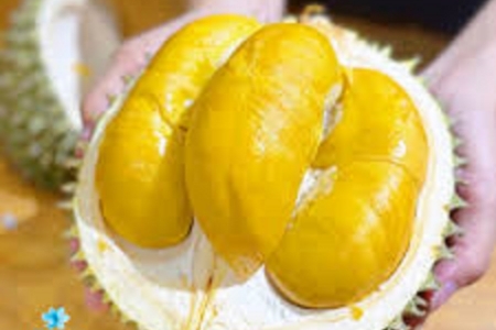 Giá sầu riêng hôm nay 29/10: Sầu Thái loại A có giá 95.000 đồng/kg